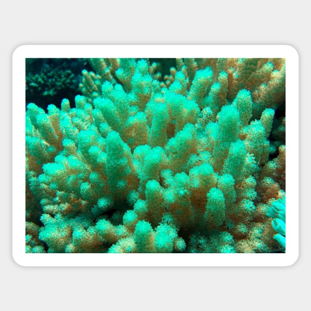 soft coral in the reef Sticker by likbatonboot
